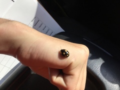 Paropsisterna sexpustulata