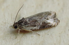 Olethreutes connectum