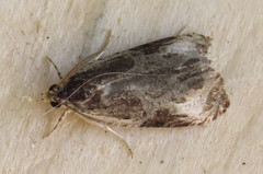 Olethreutes connectum