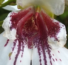 Impatiens tinctoria