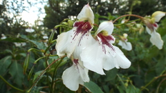 Impatiens tinctoria