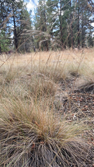 Festuca idahoensis