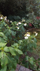 Impatiens tinctoria