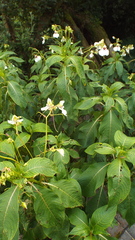 Impatiens tinctoria