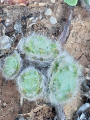 Crassula barbata barbata