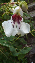 Impatiens tinctoria