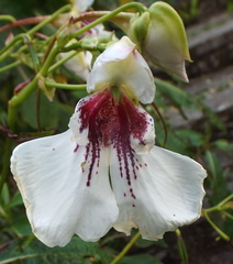 Impatiens tinctoria
