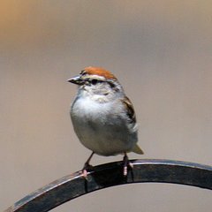 Spizella passerina passerina