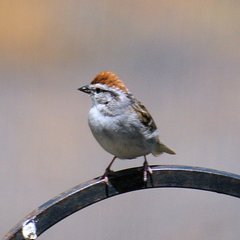 Spizella passerina passerina