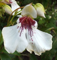 Impatiens tinctoria