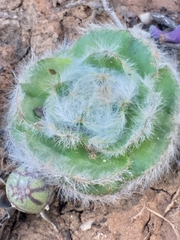 Crassula barbata barbata