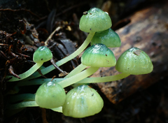 Insiticia flavovirens image