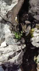 Arabis pumila