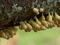 Leocarpus fragilis