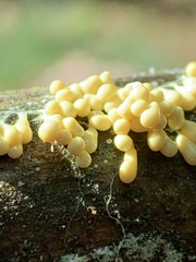 Leocarpus fragilis