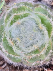 Crassula barbata barbata