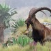 Walia Ibex - Photo no rights reserved, uploaded by Marius Burger