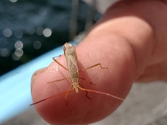 Protenor belfragei