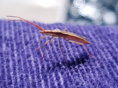 Protenor belfragei
