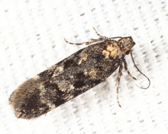 Chionodes thoraceochrella