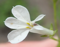 Lobelia flaccida