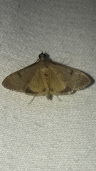 Uresiphita gilvata