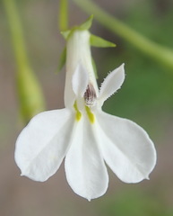 Lobelia flaccida