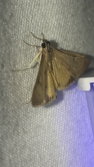 Uresiphita gilvata