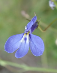 Lobelia flaccida