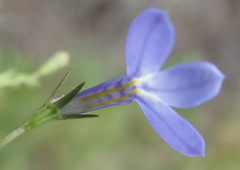 Lobelia flaccida