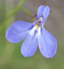 Lobelia flaccida
