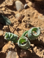 Albuca concordiana