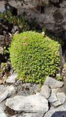 Facchinia cherlerioides