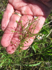 Symphyotrichum depauperatum