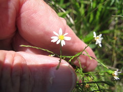 Symphyotrichum depauperatum