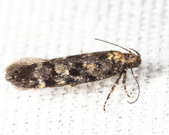 Chionodes thoraceochrella