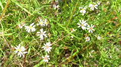 Symphyotrichum depauperatum