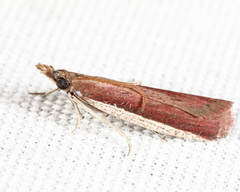 Peoria roseotinctella