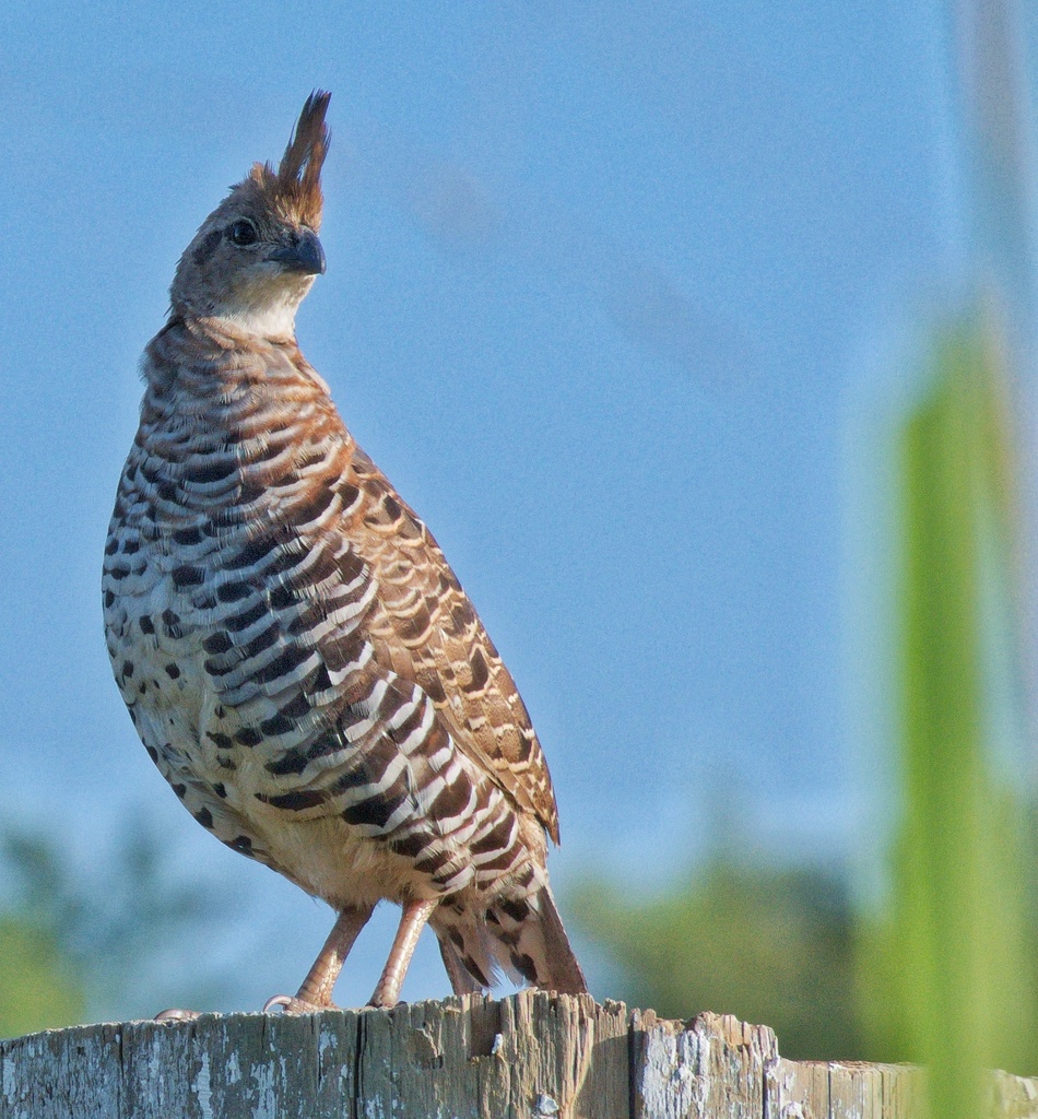 Banded Quail