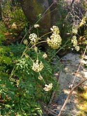 Angelica tomentosa