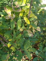 Angelica tomentosa