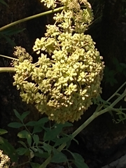 Angelica tomentosa