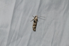 Caryocolum blandella