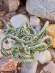Albuca viscosa
