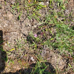 Dianthus armeria