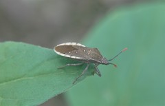 Catorhintha apicalis