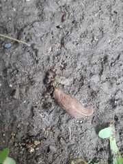 Milacidae