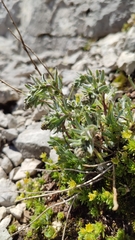 Artemisia genipi