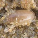 Indonesian Mole Crab - Photo (c) Subhajit Roy, some rights reserved (CC BY-NC-ND), uploaded by Subhajit Roy