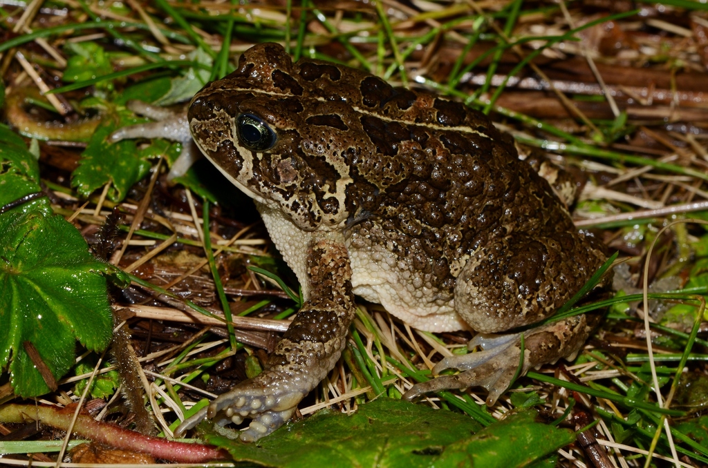 Asmara Toad